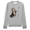 pull chat maine coon couleur gris