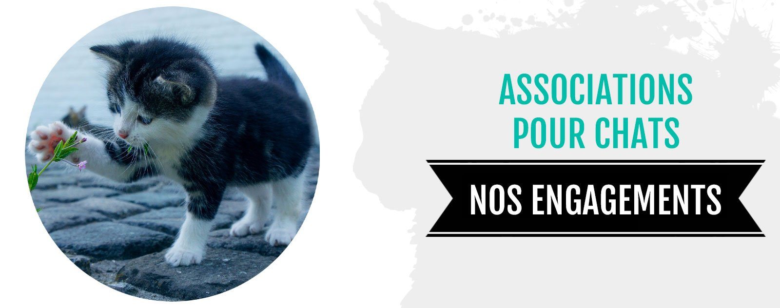 Association Pour Chats, Nos Engagements