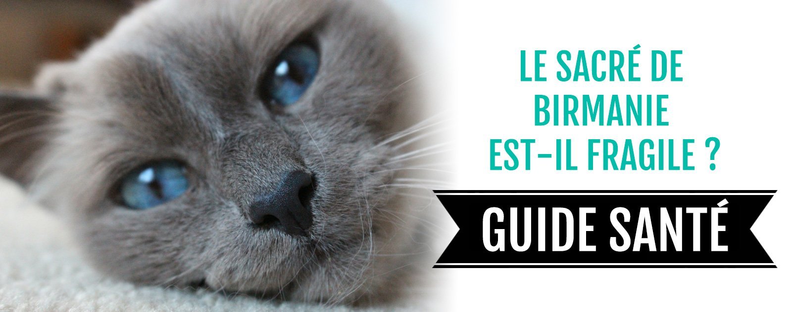 blog sacré de birmanie fragile