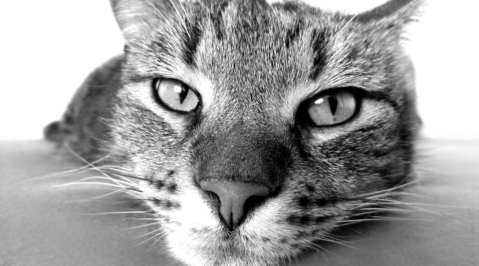 bannière foire aux questions chat-pristi